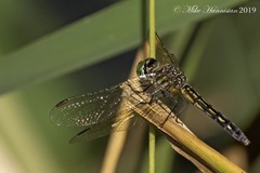 Pachydiplax longipennis