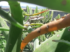 Thelotornis capensis capensis
