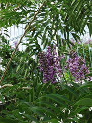 Lonchocarpus longistylus