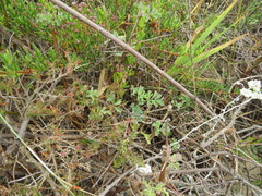 Pelargonium gibbosum