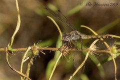 Sympetrum ambiguum