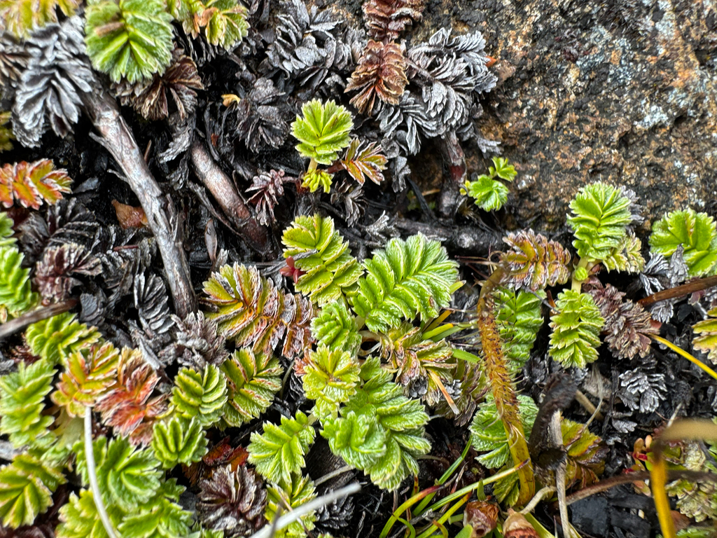 Acaena montana (Acaena montana)
