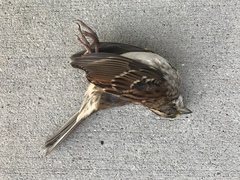 Zonotrichia albicollis