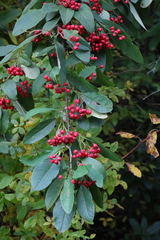 Photinia davidiana