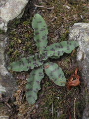 Stenoglottis fimbriata