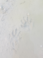Procyon pygmaeus