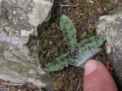 Stenoglottis fimbriata