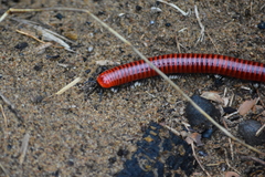 Centrobolus albitarsis