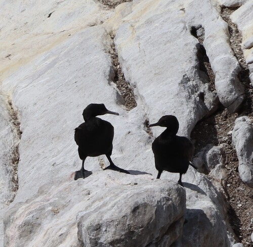 iNaturalist: (c) simonescrase, some rights reserved (CC BY-NC) iNaturalist image