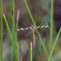 Idioptera linnei