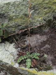 Stenoglottis fimbriata