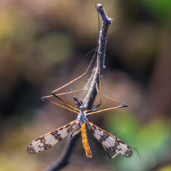 Idioptera linnei