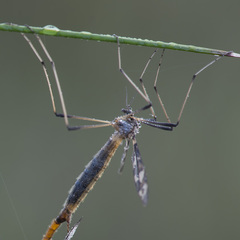 Idioptera linnei