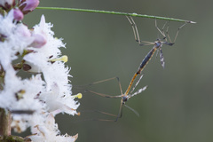 Idioptera linnei