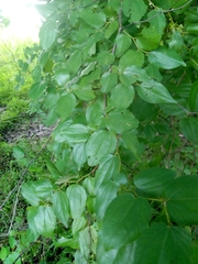 Ziziphus mucronata image