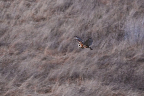 View observation of {o.common_name} on iNaturalist