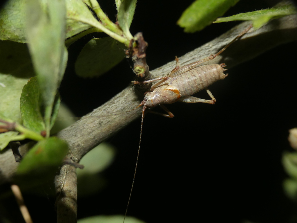 Canariola emarginata