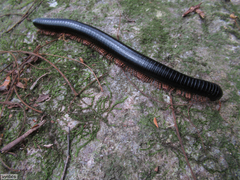 Doratogonus infragilis