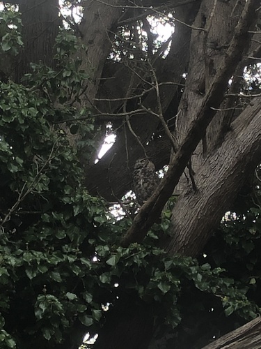 View observation of {o.common_name} on iNaturalist