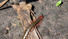 Cormocephalus nitidus