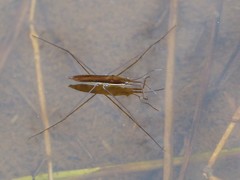 Limnoporus dissortis