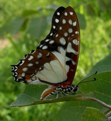 Graphium angolanus