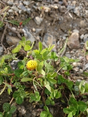 Trifolium spadiceum