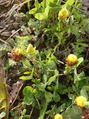 Trifolium spadiceum