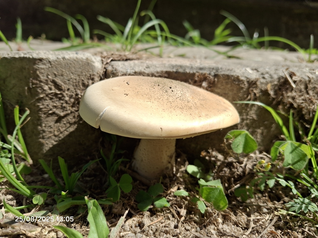 Macrocybe titans · August 2025 · photo: © giovanna_roque (iNaturalist, cc-by-nc)