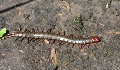 Cormocephalus nitidus