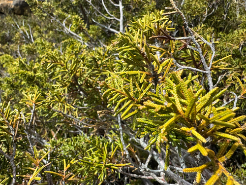 Creeping pine (Microcachrys tetragona)