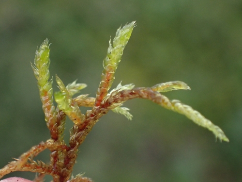 Hylocomiastrum pyrenaicum observed 2025-08-08