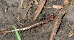 Cormocephalus nitidus