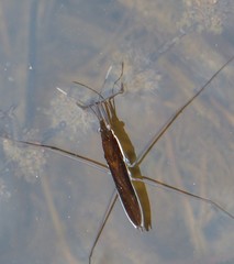 Limnoporus dissortis