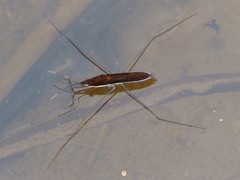 Limnoporus dissortis