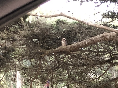 View observation of {o.common_name} on iNaturalist