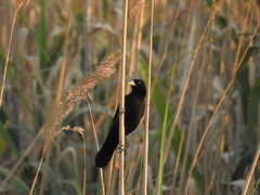 Euplectes albonotatus