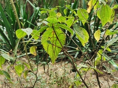 Boehmeria macrophylla