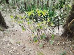 Boehmeria macrophylla