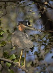 Gorsachius leuconotus