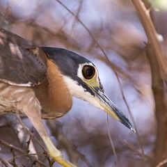 Gorsachius leuconotus