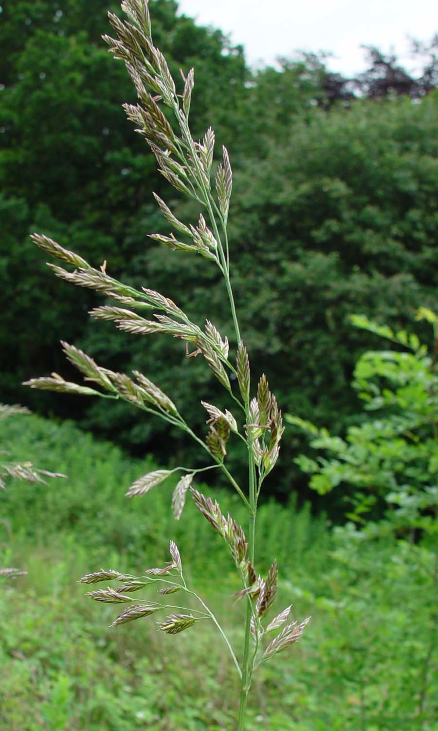 Schedonorus arundinaceus