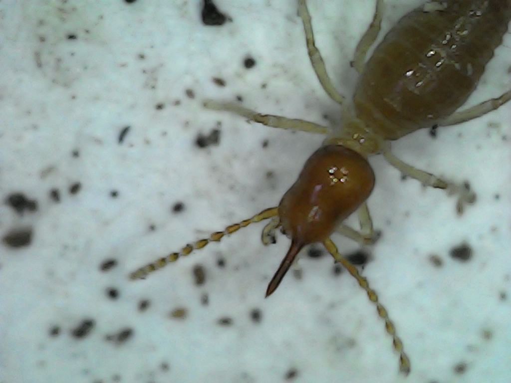 Diversitermes diversimiles
