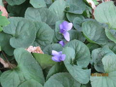 Viola odorata