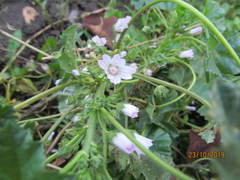Malva neglecta