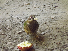 Ailuroedus maculosus