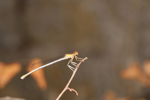 White Featherleg