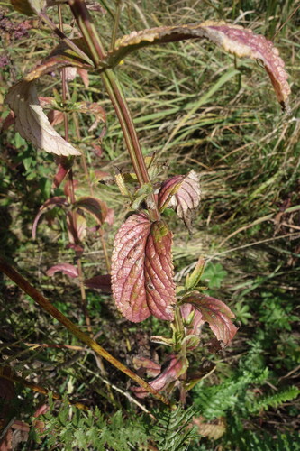 Nepeta nuda (Nepeta nuda)