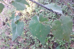 Allowissadula holosericea