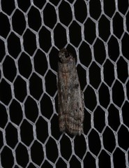 Cryptoblabes hemigypsa